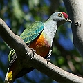 Rose-crowned Fruit-dove (BirdLife NQ Sunday morning walk with JS)<br />Canon EOS 7D + EF400 F5.6